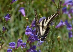 A swallowtail delighting in the nectar of 'Margarita BOP' penstemon in the gardens of Las Pilitas wildflower nursery in central California. the strudy stems rise up from a neat mound of foliage