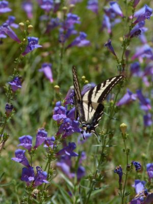 A swallowtail delighting in the nectar of 'Margarita BOP' penstemon in the gardens of Las Pilitas wildflower nursery in central California. the strudy stems rise up to two feet at best from a tidy mound of foliage.