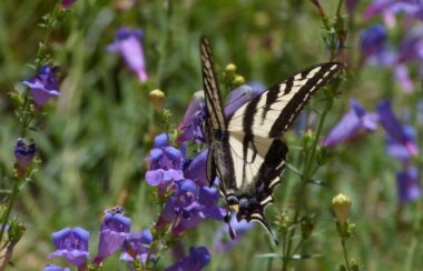 A swallowtail delighting in the nectar of 'Margarita BOP' penstemon in the gardens of Las Pilitas wildflower nursery in central California. the strudy stems rise up from a neat mound of foliage