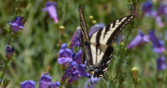 A swallowtail delighting in the nectar of 'Margarita BOP' penstemon in the gardens of Las Pilitas wildflower nursery in central California. the strudy stems rise up from a neat mound of foliage
