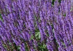 blue-by-you-meadow-sage-2