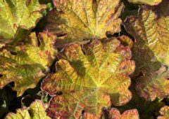 AutumnalTinges