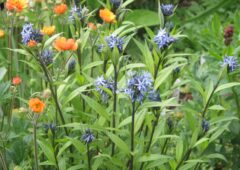 Amsonia and geum copy