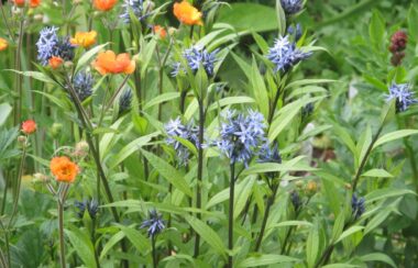 Amsonia and geum copy