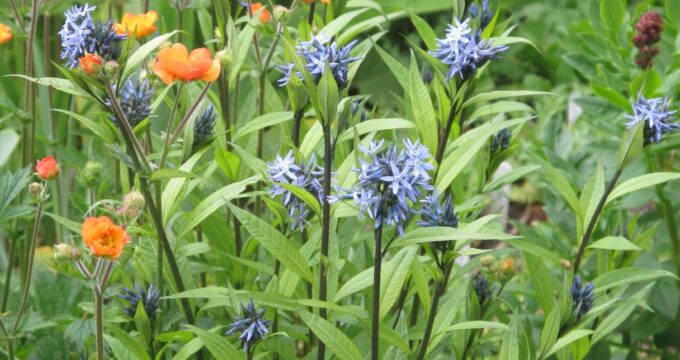 Amsonia and geum copy